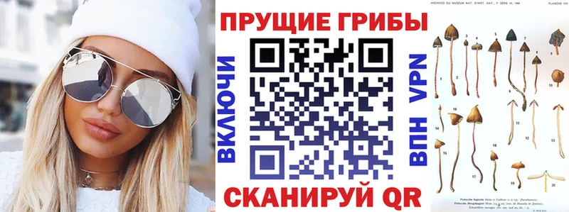 Псилоцибиновые грибы Psilocybe  цена   Владивосток 